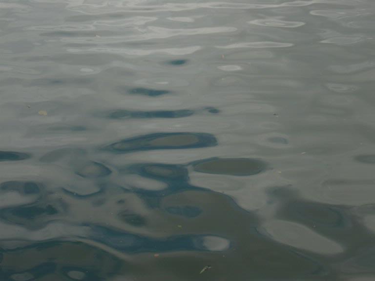 Taken at Western Springs. This shot says more to me than may initially appear obvious, there's a metaphorical meaning, a reference to the sense of depth about the landmark lakeside park, the depth of Aucklander's attachments to the timelessness of the parks quality as a public space.